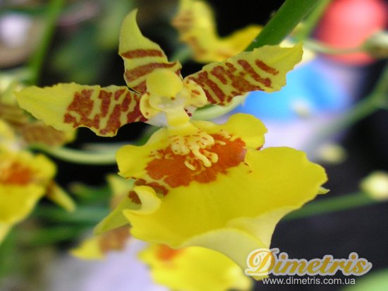  Oncidium 1