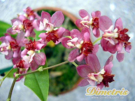  Oncidium Twinkle