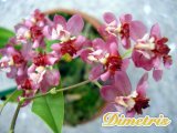 . Oncidium Twinkle