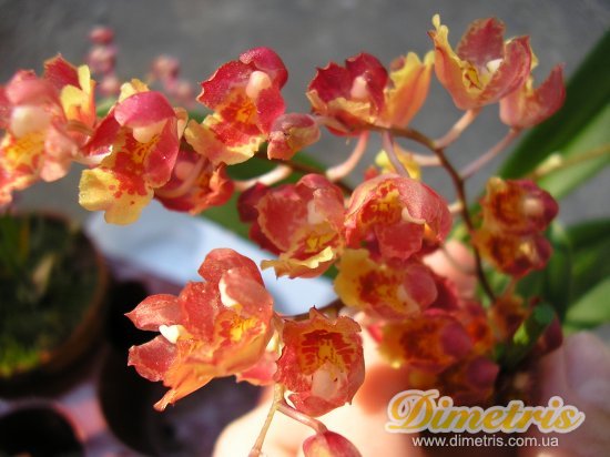  Oncidium mini