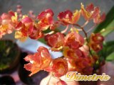 . Oncidium mini