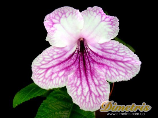  Orchid Lace (LLG)