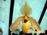 . Paphiopedilum,-- Delenatii