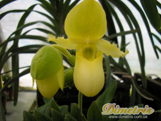  Paphiopedilum 11