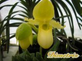 . Paphiopedilum 11