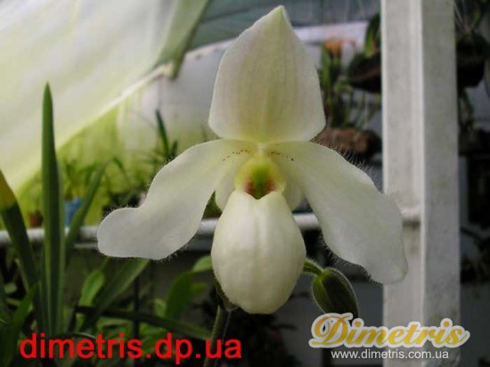  Paphiopedilum 3