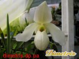 . Paphiopedilum 3