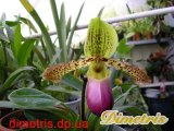 . Paphiopedilum 4