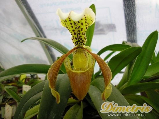  Paphiopedilum Insigne