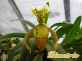 . Paphiopedilum Insigne