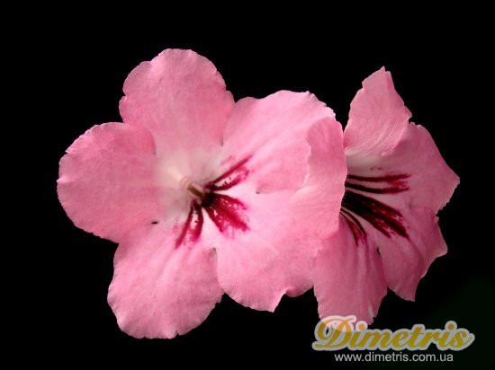 �������������� Passion Pink (LLG)