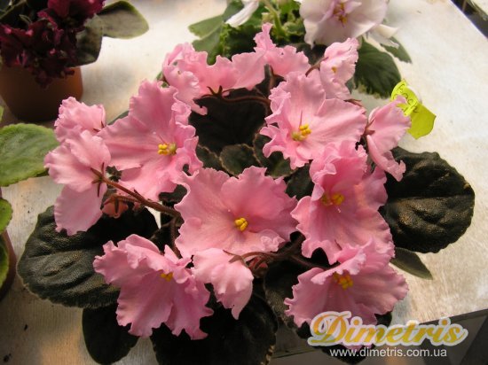 :   Peach Sundae (Heath)
