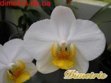 . Phalaenopsis 