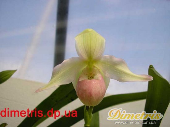  Phragmipedium Sedenii