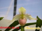 . Phragmipedium Sedenii