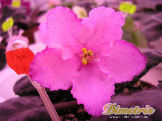 :   Pink Bonanza (Sorano)