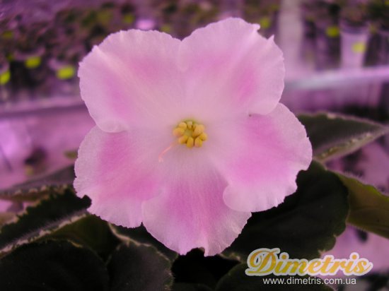 :   Pink Perfection (Sorano)