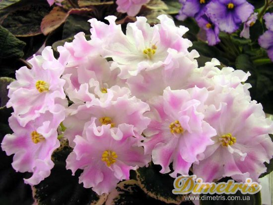 :   Pink Sensation (Sorano)