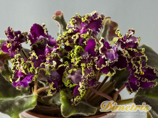 :   Purple Passion-
