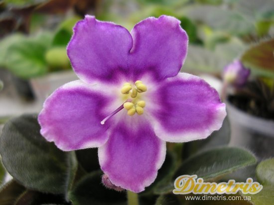 :   Radiant Clow (Davis)