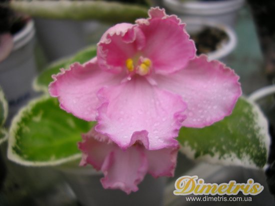 :   Rebels Peppermint (R.Bann)
