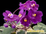 : , . Robs Macho Devil (Robinson)