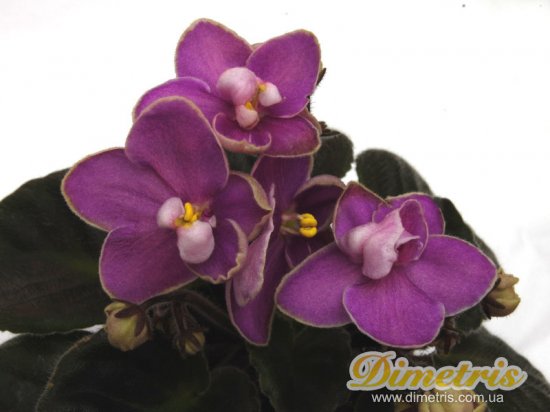 : ,  Shirl_s New Life (S.Sanders)