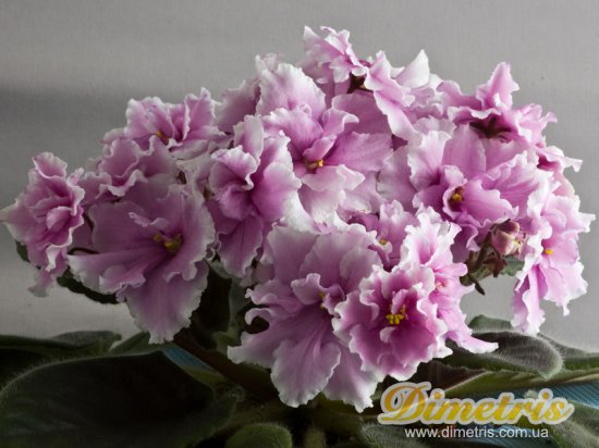 ��������: ����������� ����� Simple Elegance (LLG)