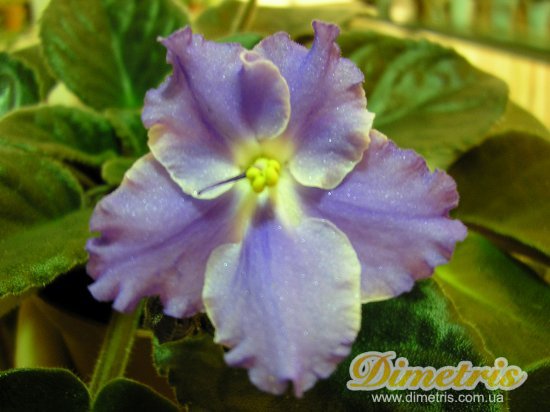 :   Taffeta Blue (Sorano)
