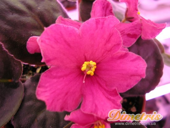 :   Tropical Sherbet (Sorano)