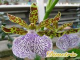 . Zigopetalum Mackaii