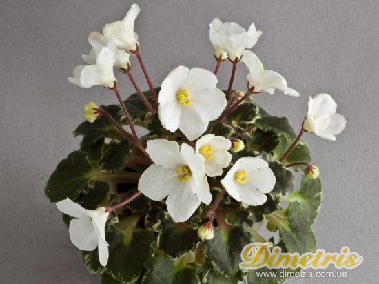 : ,  Bridal Lady (N. Johnston)