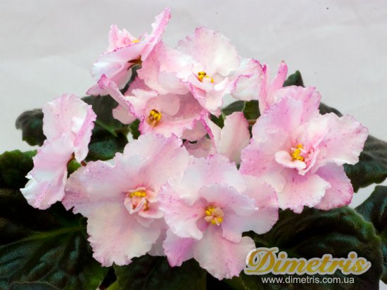  Dimetris 