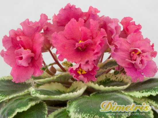 :   Mas Watermelon (Robinson)