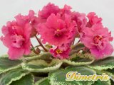 :  . Mas Watermelon (Robinson)