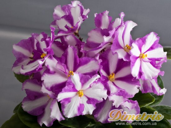  Dimetris  -