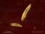 acari-vreditel:aceria_tulipae_10jpg.jpg