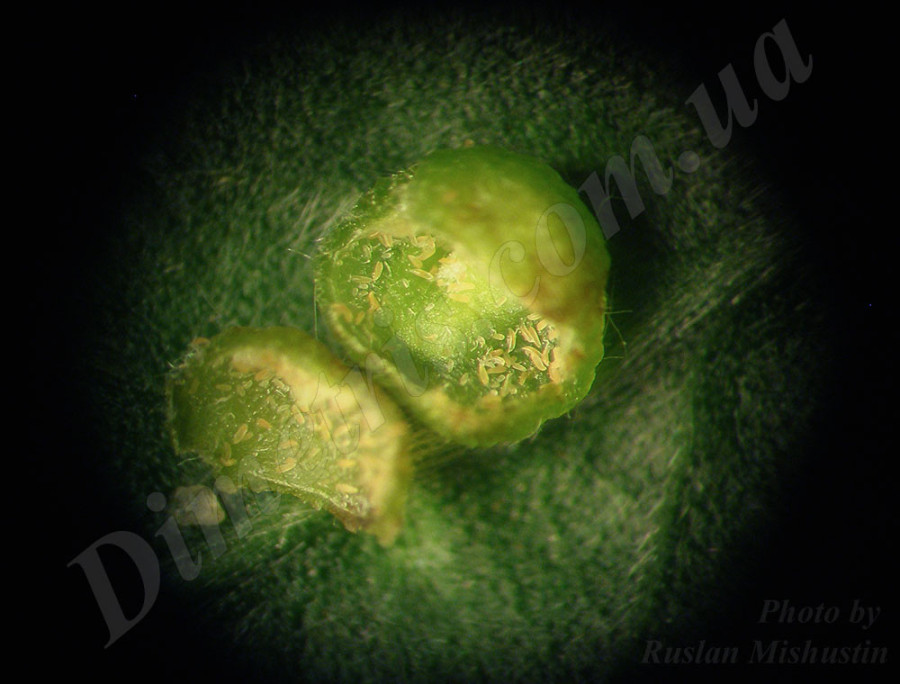 Ивовый галловый клещ Aculus tetanothrix Ивовый галловый клещ Aculus tetanothrix