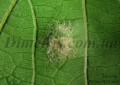 acari-vreditel:colomerus-vitis--1.jpg