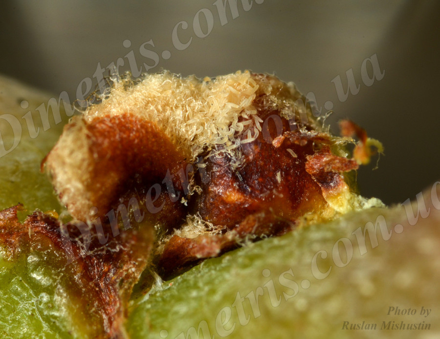 Клещ войлочный виноградный Клещ войлочный виноградный