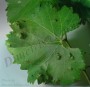 acari-vreditel:colomerus-vitis--2.jpg