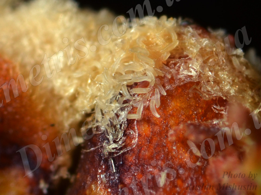 Клещ войлочный виноградный Клещ войлочный виноградный