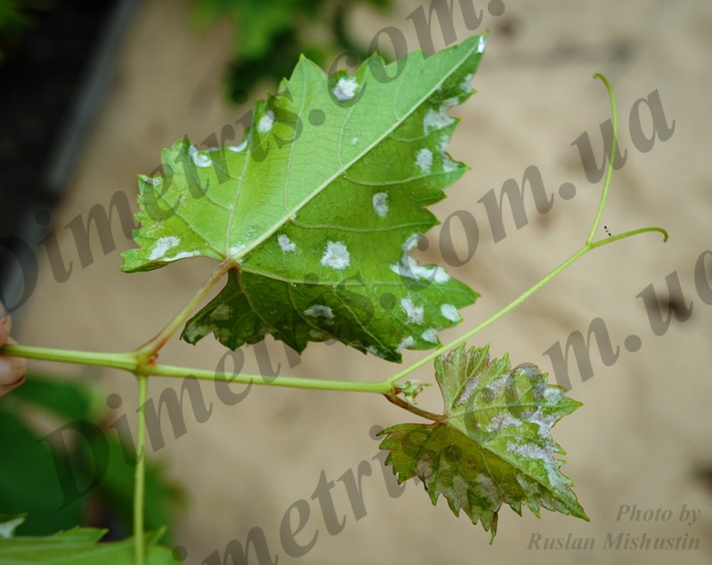 Клещ войлочный виноградный Colomerus vitis