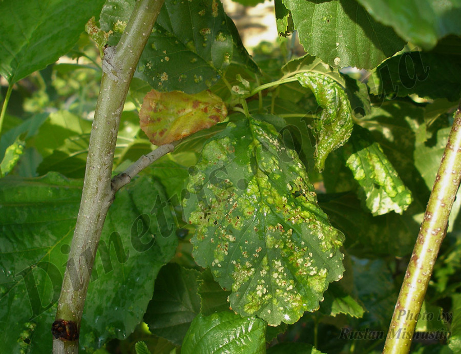 Ольховый войлочный клещ Eriophyes brevitarsus Ольховый войлочный клещ Eriophyes brevitarsus