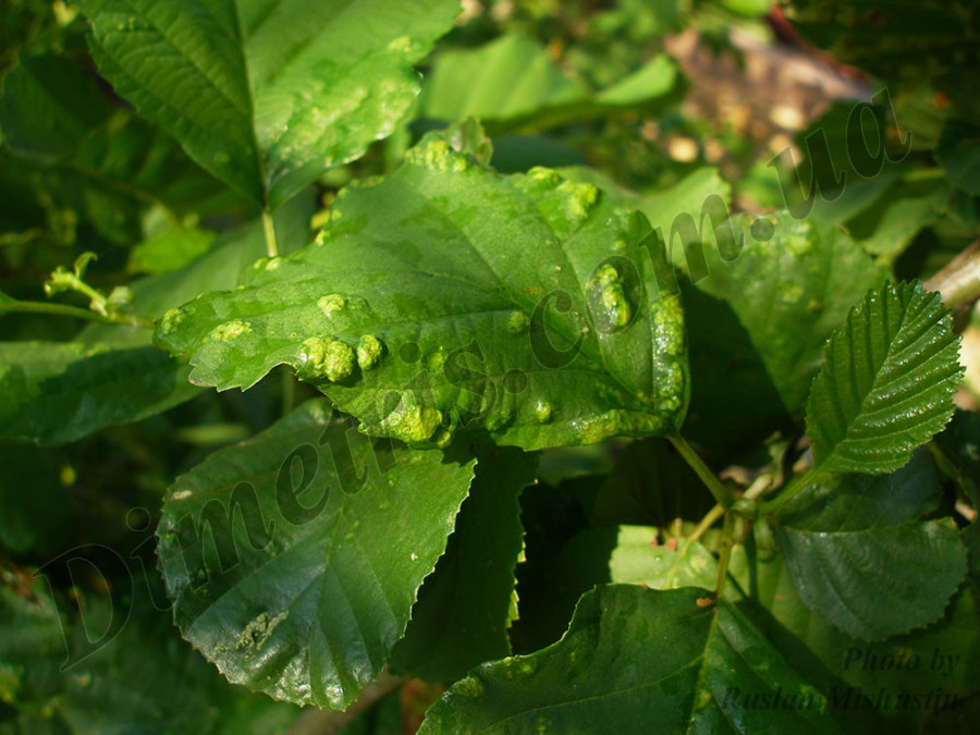 Ольховый войлочный клещ Eriophyes brevitarsus Ольховый войлочный клещ Eriophyes brevitarsus
