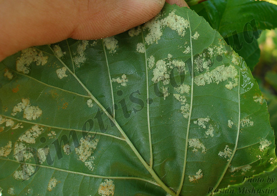 Ольховый войлочный клещ Eriophyes brevitarsus Ольховый войлочный клещ Eriophyes brevitarsus