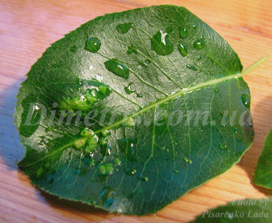 Грушевый галловый клещ Eriophyes pyri Грушевый галловый клещ Eriophyes pyri