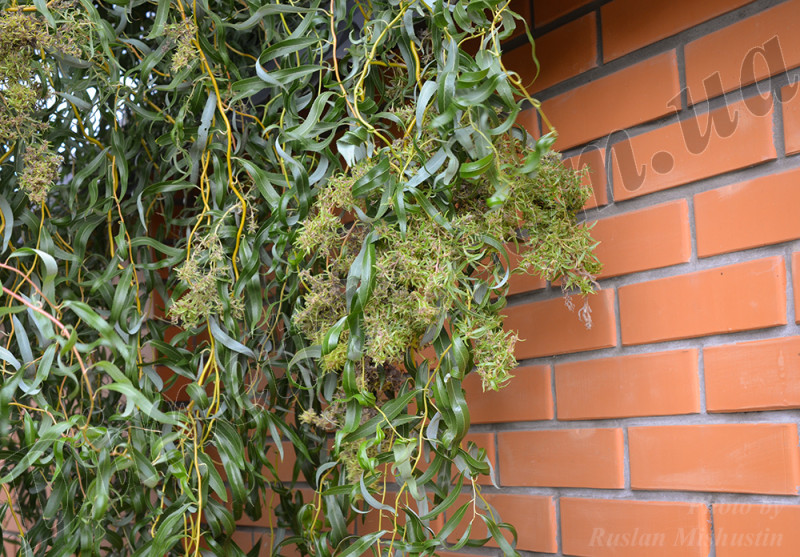 eriophyes-triradiatus-6.jpg