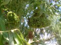 acari-vreditel:eriophyes-triradiatus.jpg