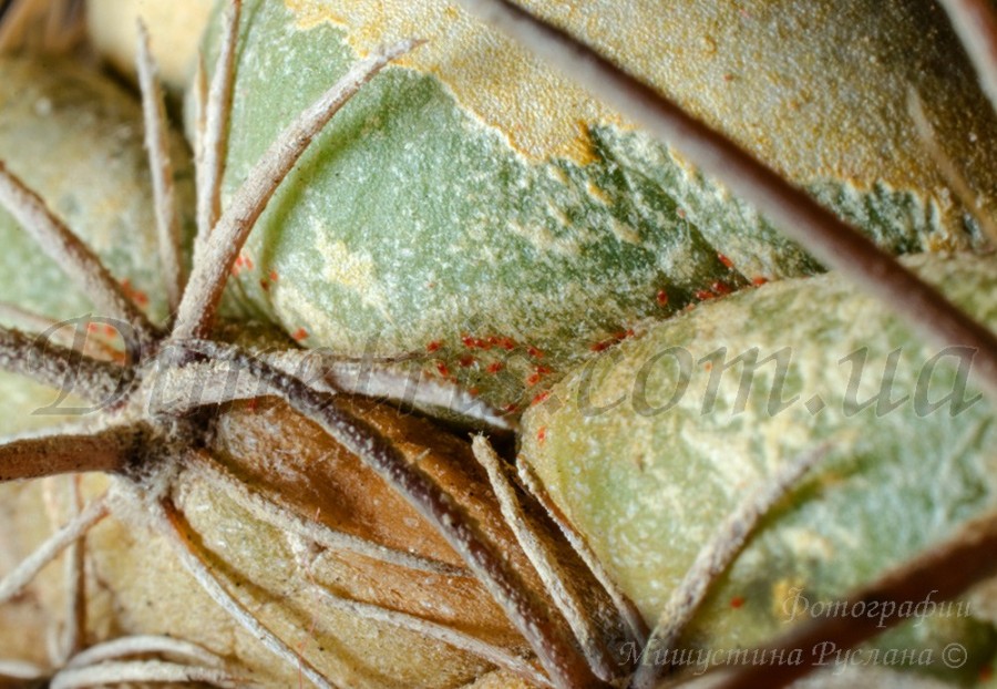 Кактусовая плоскотелка Hystripalpus russulus